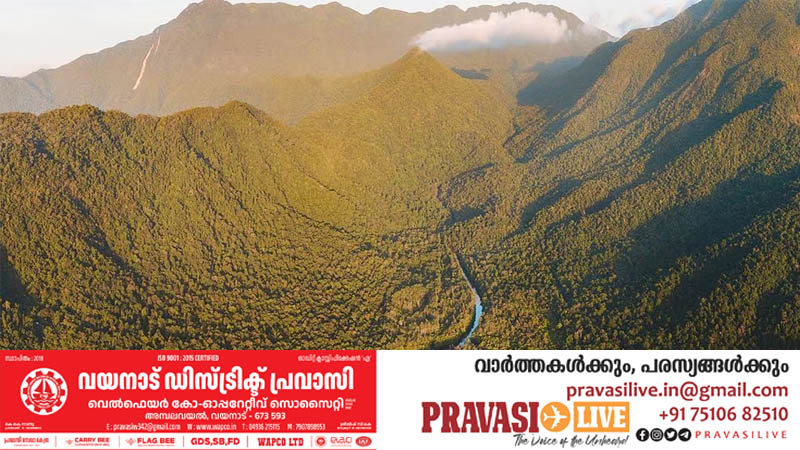 ഒരിക്കൽ ദിനോസറുകളും മൺമറഞ്ഞ ജീവികളും നടന്ന വനം; ഭൂമിയിലെ ഏറ്റവും പഴയ മഴക്കാട്